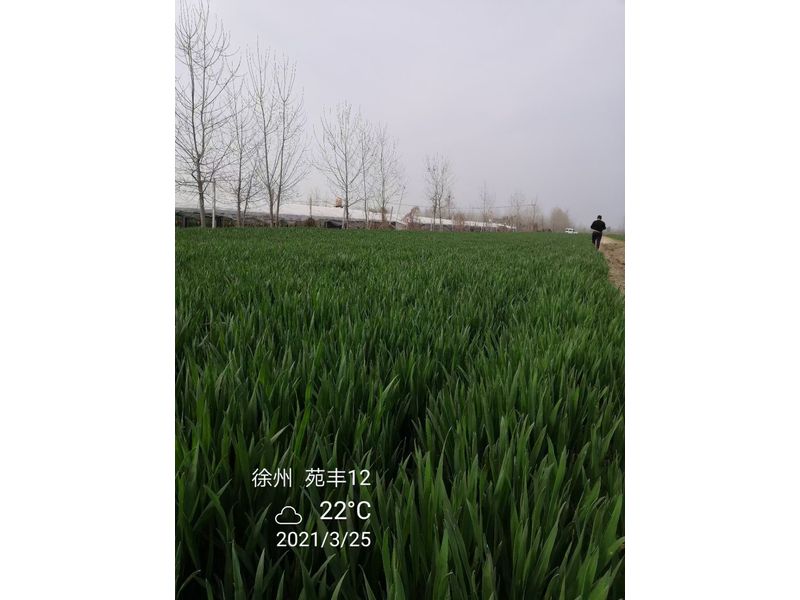 苑豐12，徐州試驗(yàn)大田