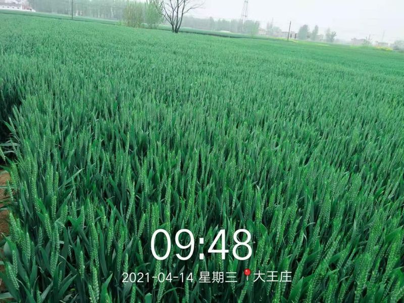 安徽臨泉，苑豐12，大田表現(xiàn)