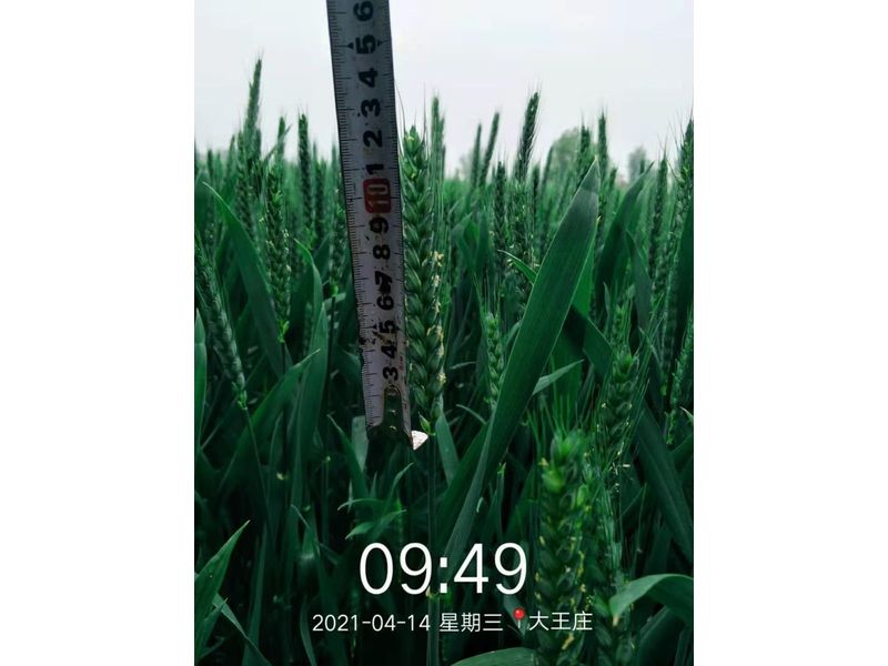 安徽臨泉，苑豐12，大田表現(xiàn)