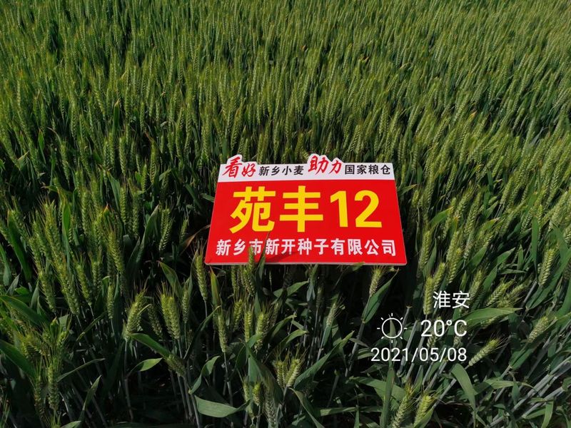 苑豐12，淮安市大田表現(xiàn)